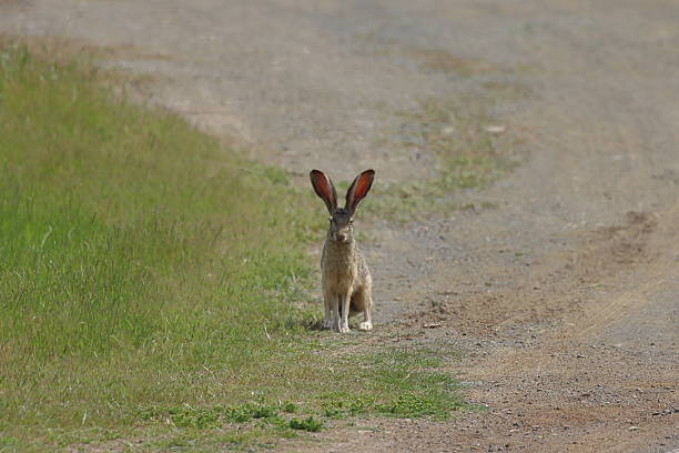 istock Hare Sitting at the Edge of a Field 2231682652