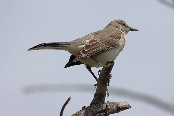 istock Northern Mockingbird Perched on a Tree Branch 2231682790