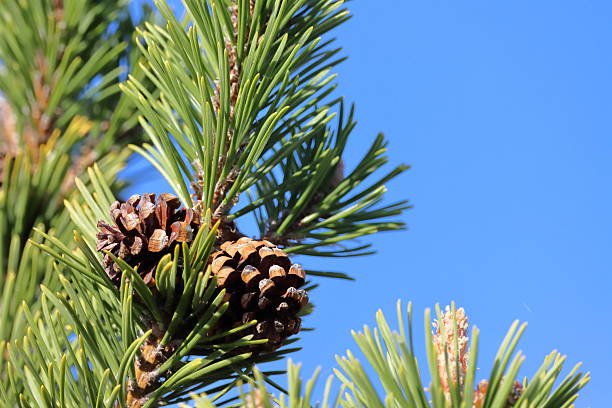 istock Young Pine Branches and Cones Against Blue Sky.Fresh Pine Shoots with Cones in Spring Light. 2231682938