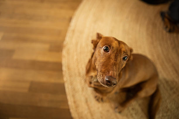 Playful mix-breed domestic dog is lying on carpet in living room.