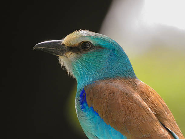 istock Close-up of Abyssinian Roller 2231683634