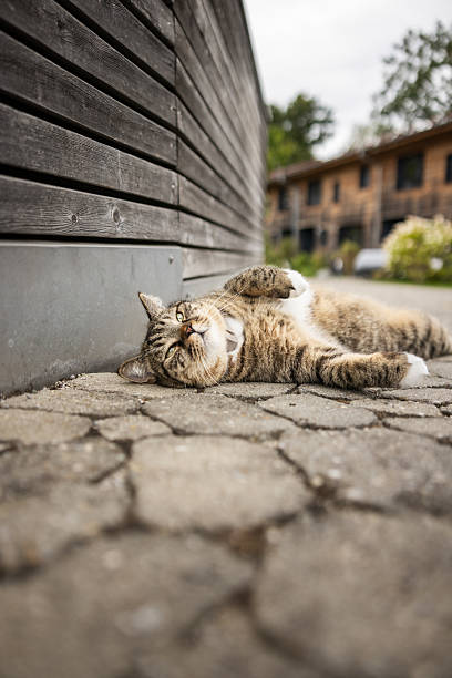 Plus size domestic tabby cat is lying on the street.