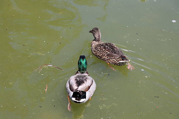 istock Peaceful pond with wild ducks and koi fish 2231683765