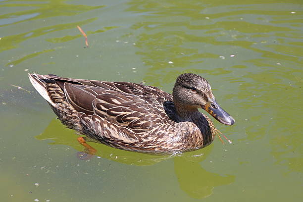 istock Wild Duck Swimming on a Lake 2231683796