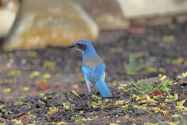 A vibrant blue California scrub-jay perched on the ground, surrounded by natural habitat, showcasing its striking plumage and curious behavior.