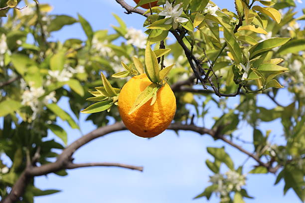 Citrus aurantium flower, from an orange fruit tree