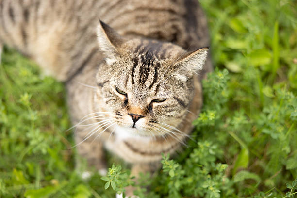 Female tabby cat is lying on grass in formal garden in front of home.