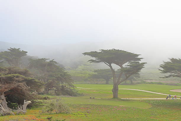 Wild and rugged Big Sur coastline in summer