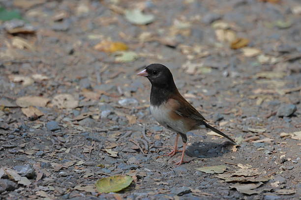 istock Dark-Eyed Junco Standing on the Ground 2231684764