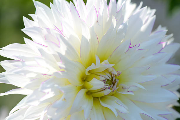 Orange Dahlia flower bud with a blurred background.Side view, Space for text.