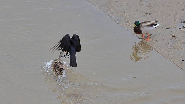A dramatic wildlife scene showing a crow attacking wild ducks in their natural habitat. The image captures animal behavior, interaction, and survival instincts in the wild.