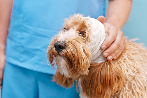 istock Curly brown Labradoodle or poodle dog with bandaged head 2231687411
