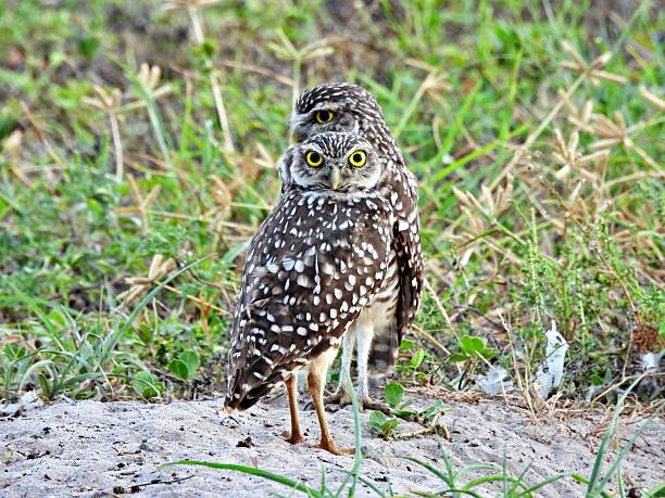 istock Burrowing Owls - (Athene cunicularia) - in an uncultivated area,  looking at the camera over its shoulder 2231687418