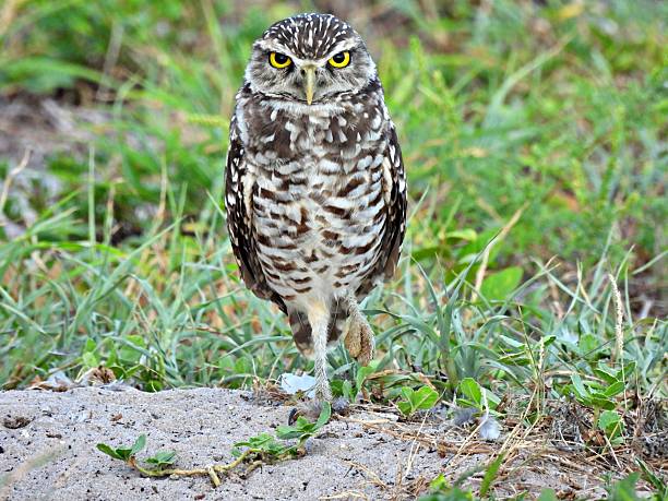 istock Burrowing Owl - (Athene cunicularia) -  standing on one leg 2231687425