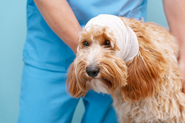 istock Curly brown Labradoodle or poodle dog with bandaged head 2231687457