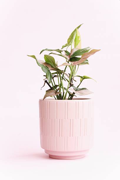 istock Syngonium  tricolor 2231687484