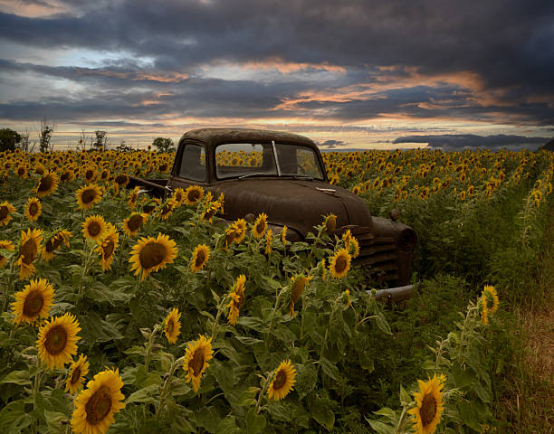 An classic antique pick up truck abandoned in a field of sunflowers