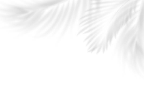 istock Realistic shade of tropical leaves. The transparent shadow overlay effect isolated tropical palm leaves. Vector illustration 2231695074