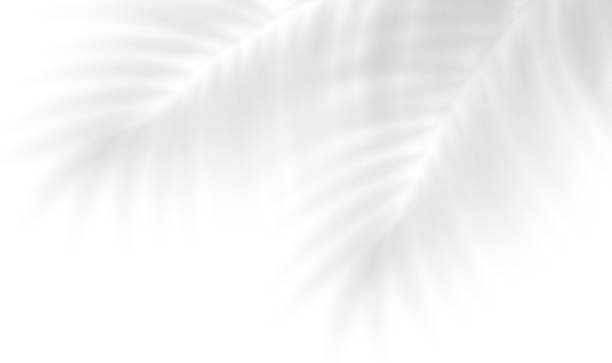 istock Realistic shadow of coconut palm branch. Transparent shadow overlay effect tropical leaves. Mockup of transparent tropic leaves shadow, sunlight through tropical foliage. Vector illustration 2231695172