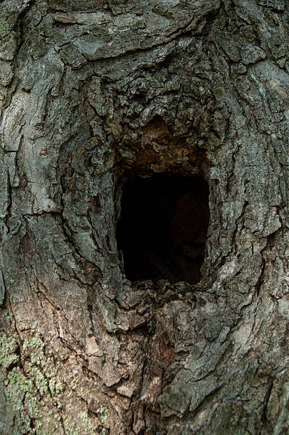 istock Close-Up of a Tree Hollow in a Textured Bark Surface 2231696260