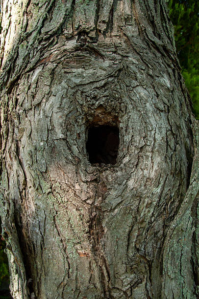 istock Close-Up of a Tree Hollow in a Textured Bark Surface 2231696264