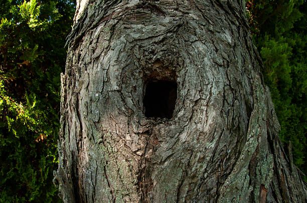 A detailed view of a tree's textured bark, showcasing a hollow cavity nestled within the natural contours of its aged surface.
