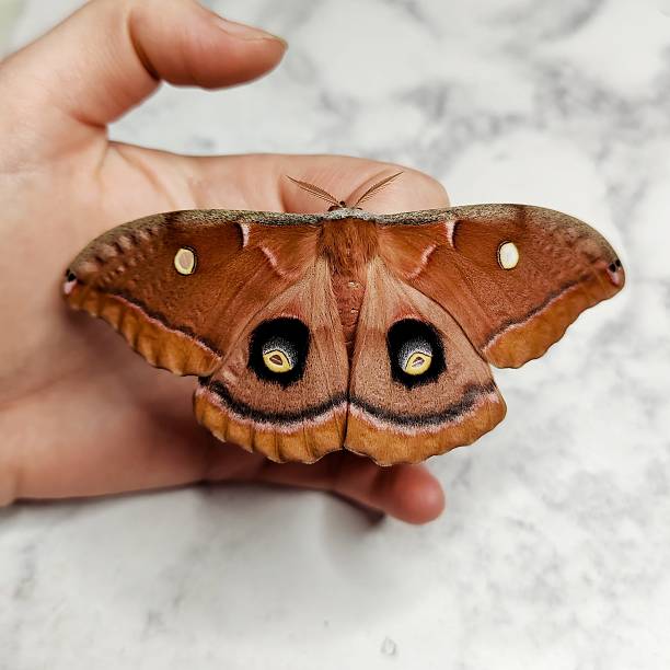 istock Female Antheraea Polyphemus Silk Moth 2231696269