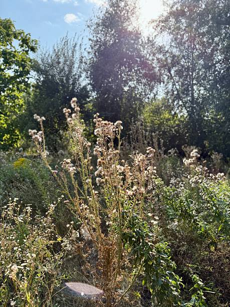 istock Wild meadow plants with sunlight and trees in background 2231697631