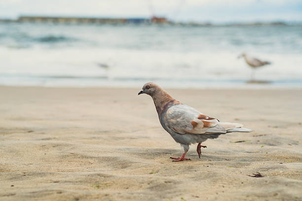 istock A pigeon strolls on the soft sandy beach while waves wash ashore. The cloudy sky hints at an overcast day, creating a serene atmosphere at a coastal site. 2231697862