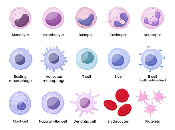 ilustrații de stoc cu ilustrație vectorială care înfățișează celulele imune umane, inclusiv macrofage și mastocite, prezentând biologia sistemului imunitar și tipurile de monocite în imunologie. - celulă