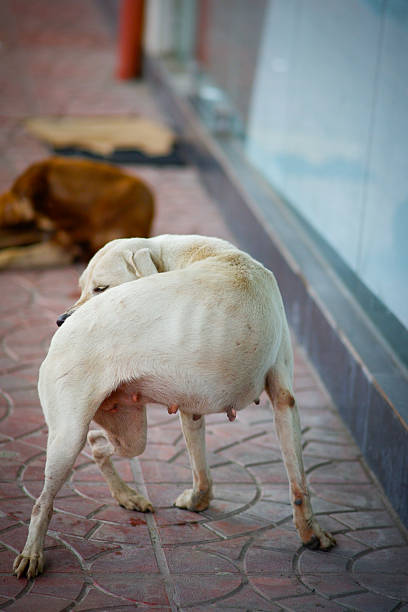 White dog standing in the bricked pathway scratching back.