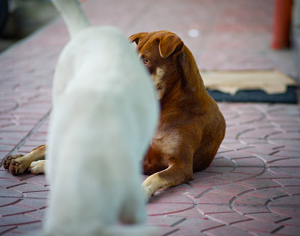 A dog