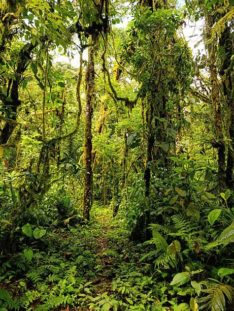 istock View in a tropical rainforest in Costa Rica 2231698477