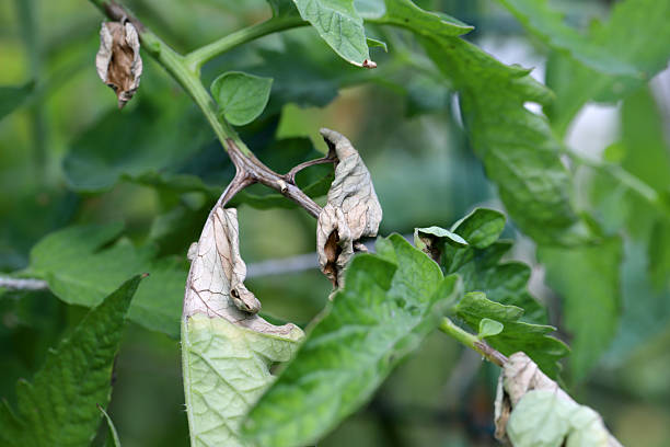 istock Tomato late blight Phytophthora infestans on tomato leaves 2231698513