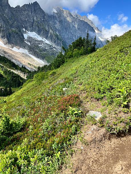 istock A beautiful meadow with the North Cascade mountains as a backdrop 2231698520