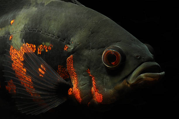 istock The Tiger Oscar cichlid 2231701785