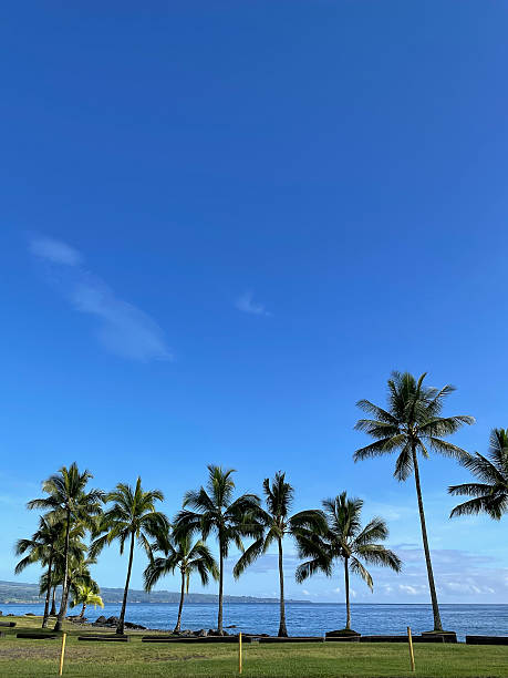 istock Palm Trees by the Ocean Shoreline 2231702535