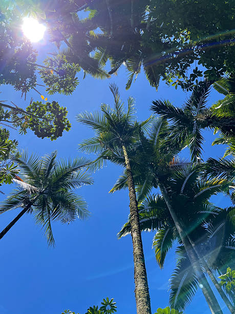 istock Palm Trees Reaching Toward Blue Sky 2231702541