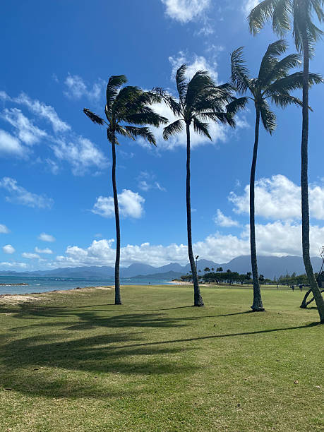 istock Tropical Palm Trees on a Sunny Hawaiian Beach 2231702549
