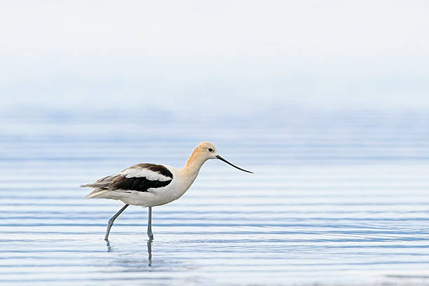 An American avocet stands in the shallow water of Soap Lake, Washington.