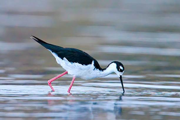 istock Black-necked stilt standing water. 2231703793
