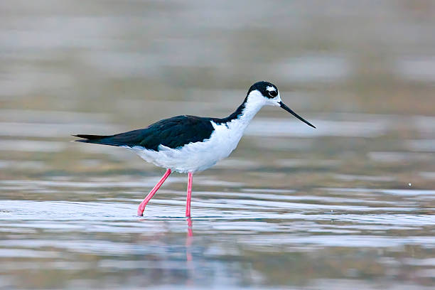 istock Black-necked stilt walking in water. 2231703796