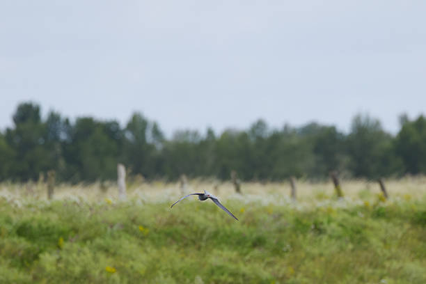 istock Common tern in flight with wings spread, view from behind, red feet of the common tern, flying common tern Meadow and fields in the background, Sterna hirundo 2231703797
