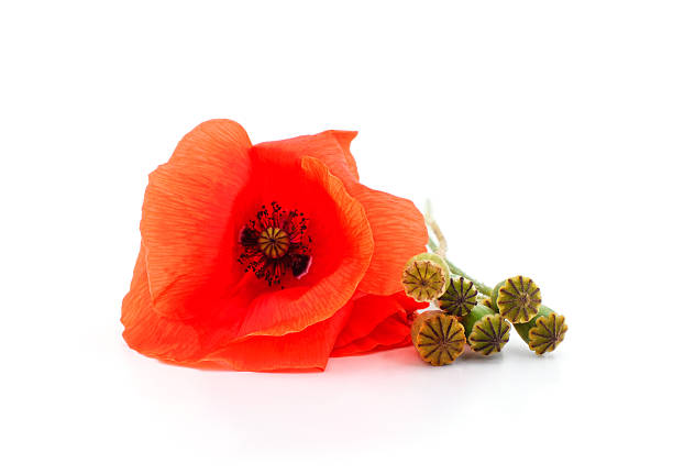 Bright red poppy flower with seed pods isolated on white background. Fresh poppy blossom and capsules used in nature, floral decoration, and herbal symbolism.