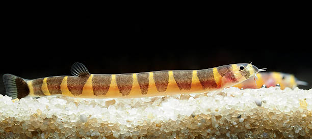 istock Kuhli loach in the tropical aquarium 2231705295