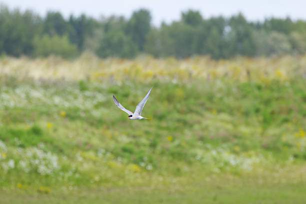 istock Sterna hirundo, Common tern in flight with wings spread, common tern with wings spread and wild meadow in the background, flying common tern with fields in the background 2231705490