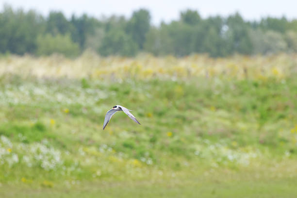 Common tern in flight with wings spread, common tern with wings spread, meadow in the background, common tern flying over meadows and fields, Sterna hirundo