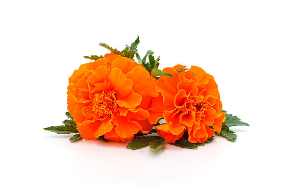 istock Bright orange marigold flowers. 2231706180