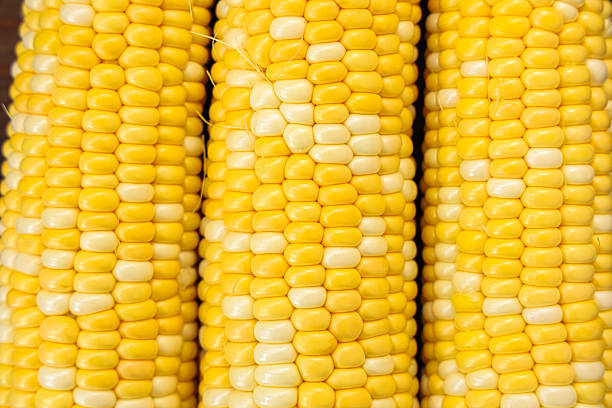Close up view of fresh corn cobs stacked neatly showcasing vibrant yellow kernels and smooth texture perfect for harvest season.
