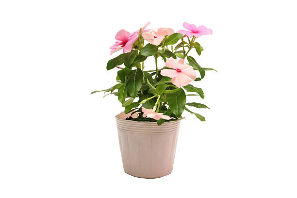istock Madagascar periwinkle in a flowerpot isolated on a white background. 2231706732
